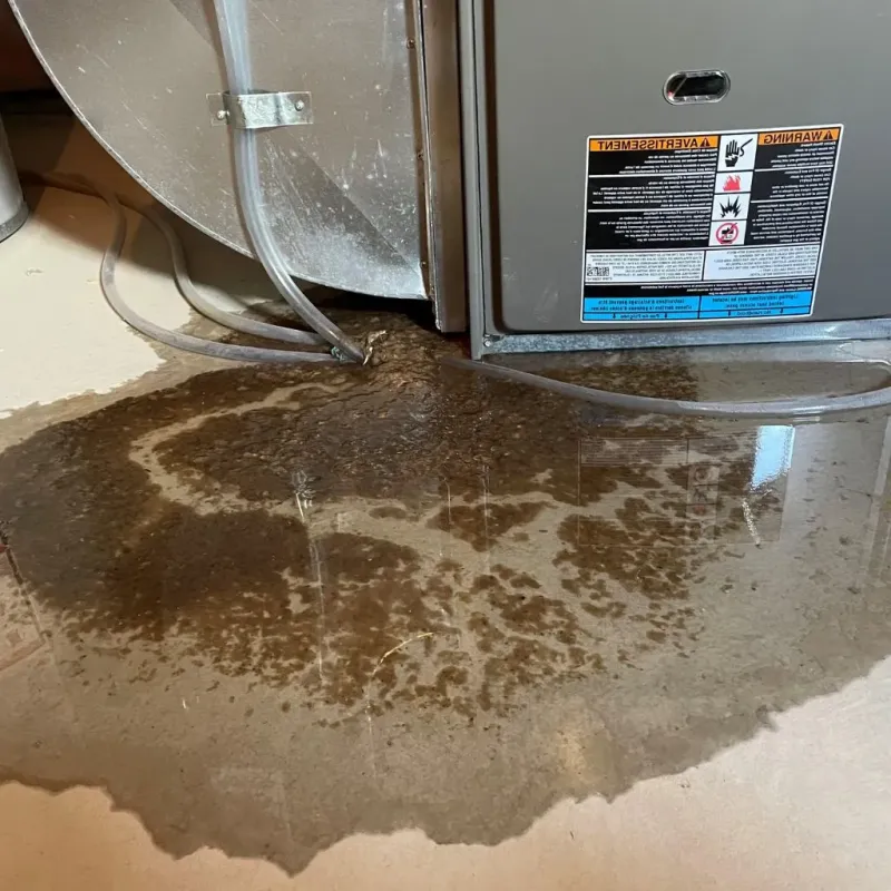 Pipe Burst and Leak Restoration in Albany Park, IL